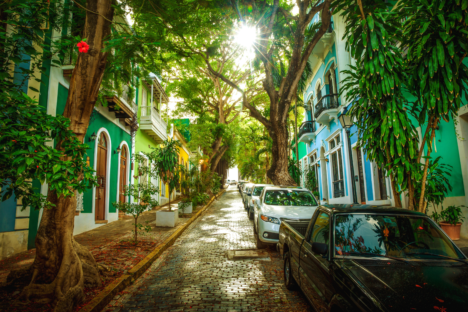 trees of Old San Juan